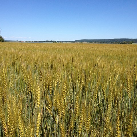 Fält med moget vete, blå himmel i bakgrunden.