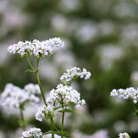 Foto av vita boveteblommor, suddig bakgrund.