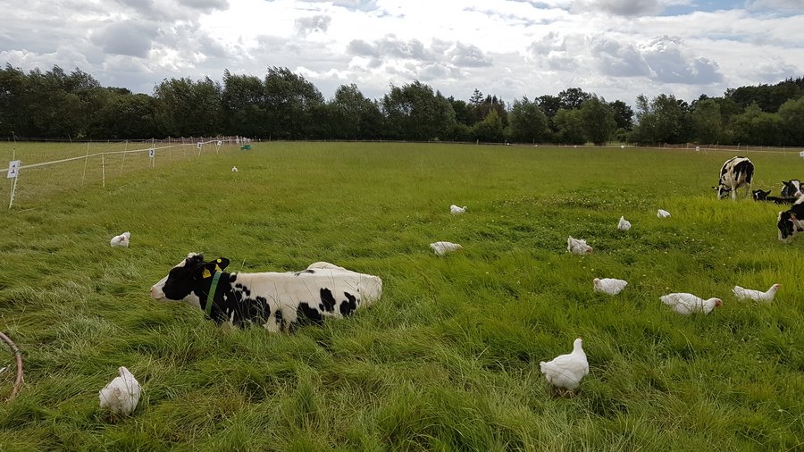 Kor och kycklingar på bete tillsammans. 