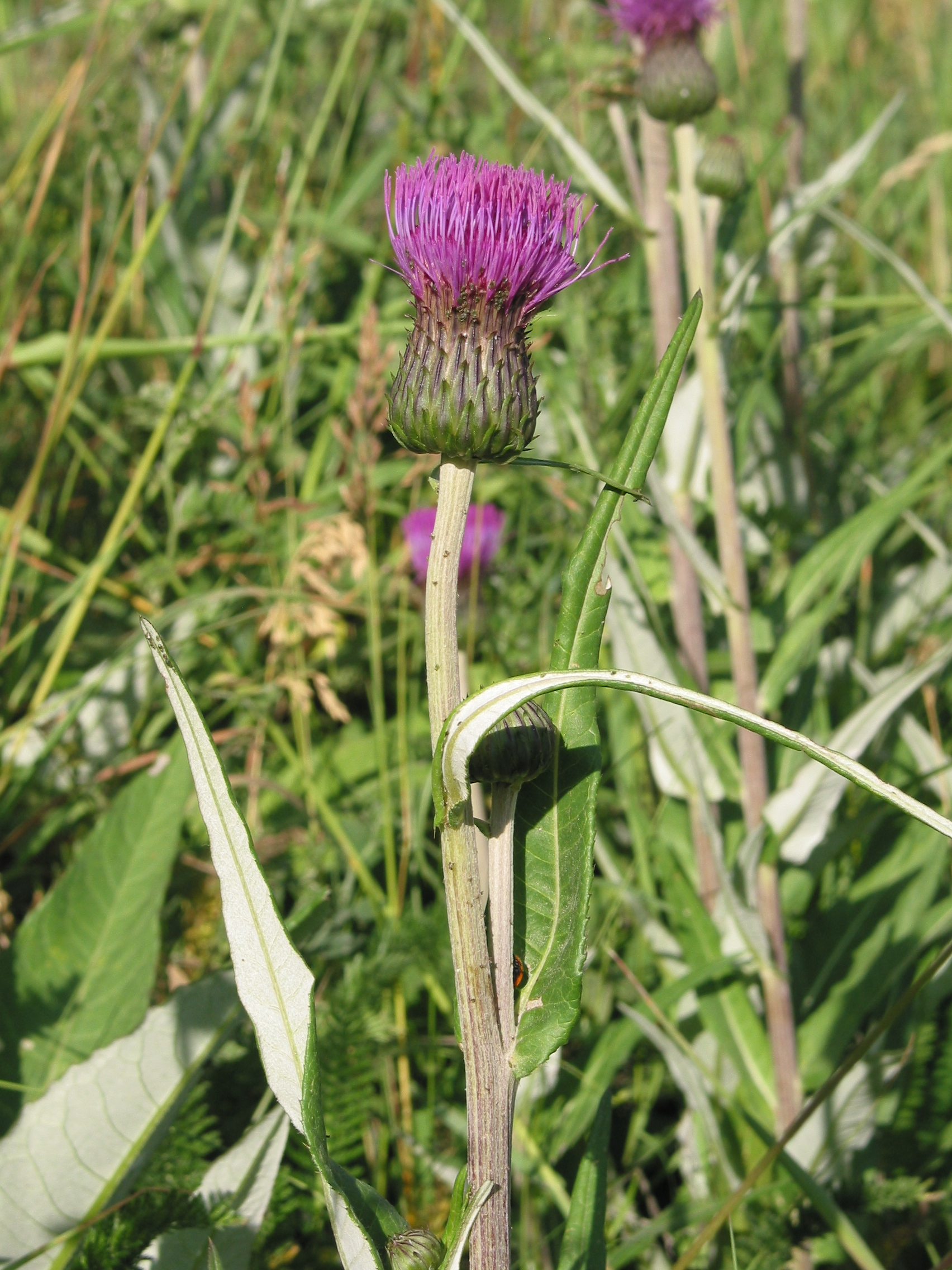 Blommande tistel.