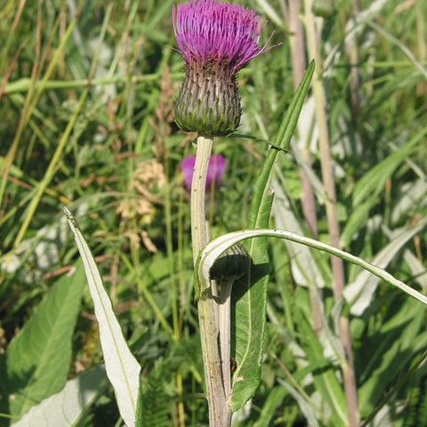 Blommande tistel.