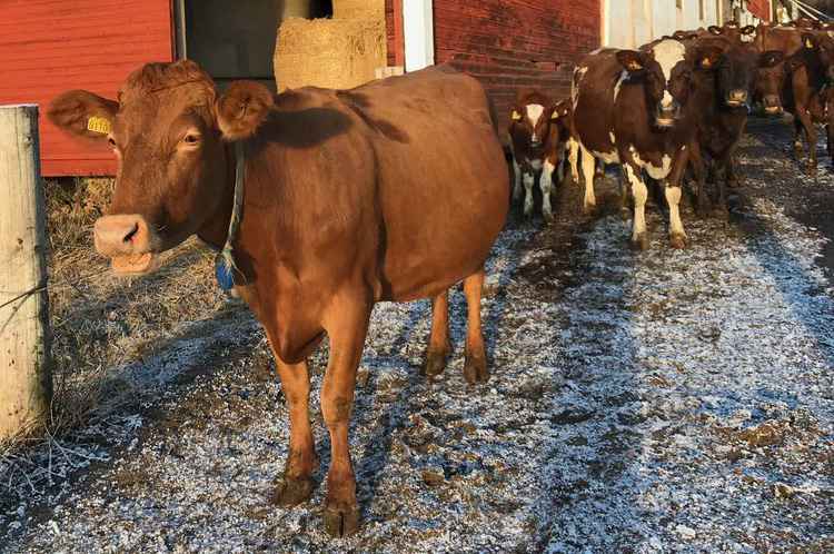 Bruna kor och kalvar tillsammans vid en röd lada.