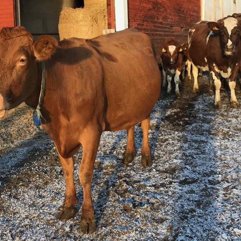 Bruna kor och kalvar tillsammans vid en röd lada.
