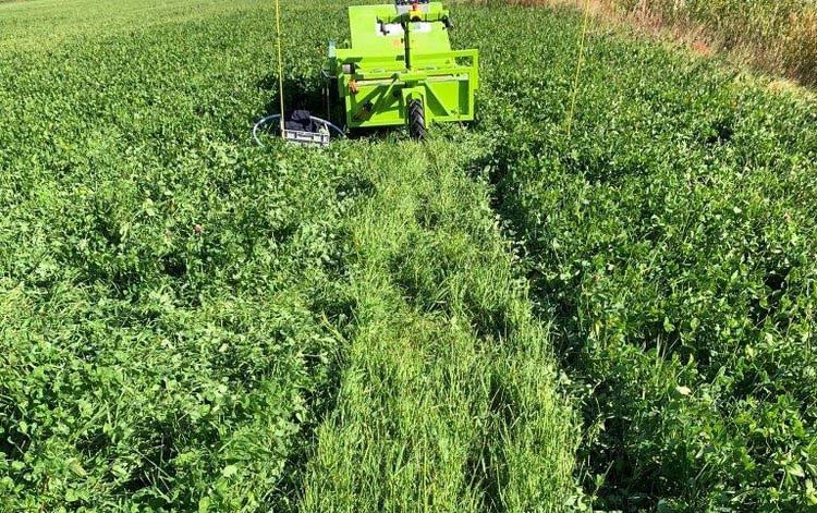 Vall klippt med PremAlfa Mini, endast gräs är kvar där maskinen klippt bort klövern.