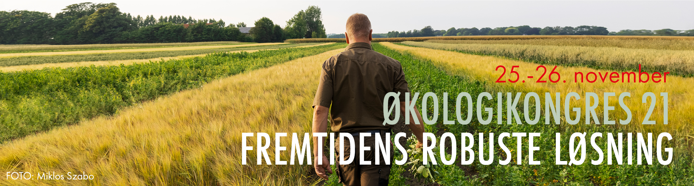 Dansk ekokongress: man i spannmålsfält.