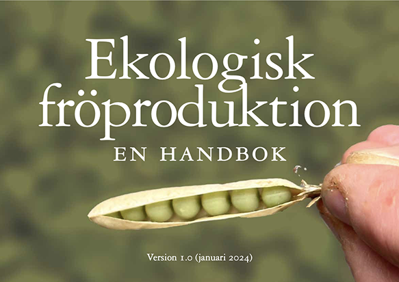 En hand håller en ärtskida full med gröna ärtor på rad.