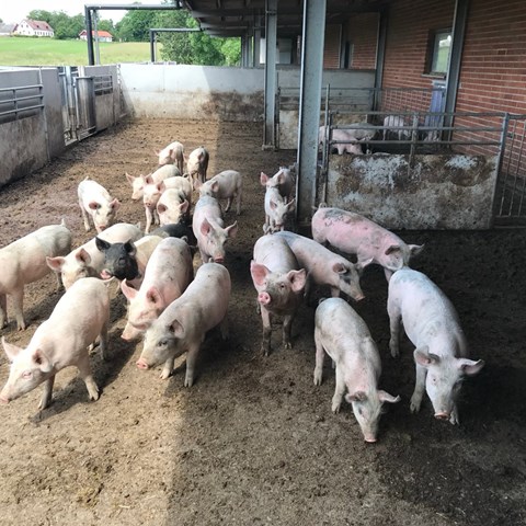 En grupp grisar i en rastgård utomhus.