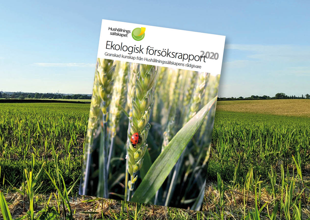 Framsidan av ekologisk försöksrapport, ett spannmålsfält i bakgrunden. 