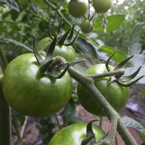 Gröna tomater på en kvist.