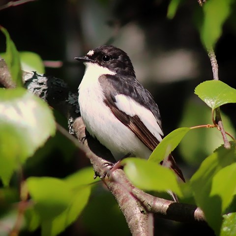 Svartvit flugsnappare i ett träd omgiven av löv.