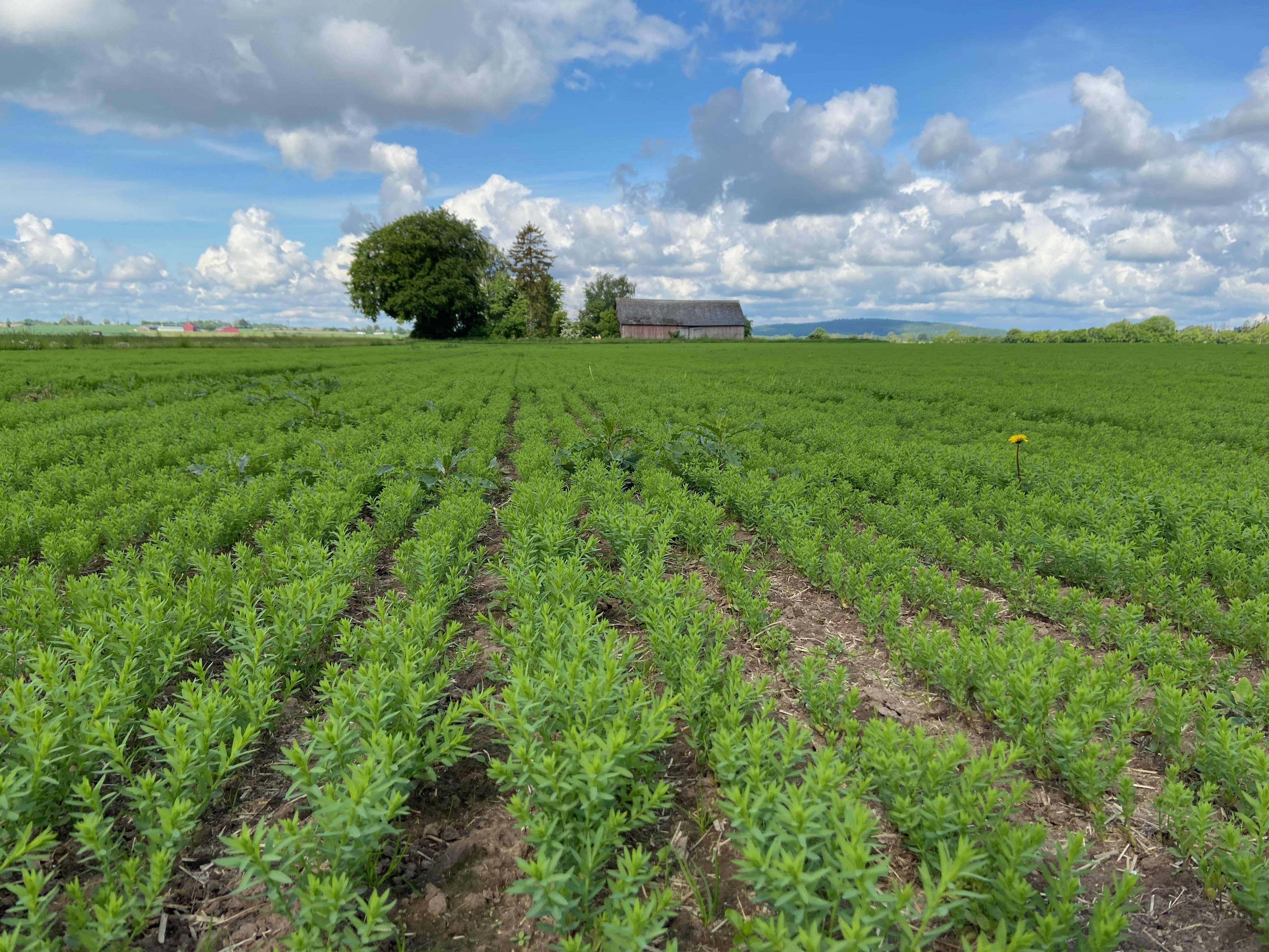 Ett fält med rader av växande grödor, en sliten lada i bakgrunden, foto.