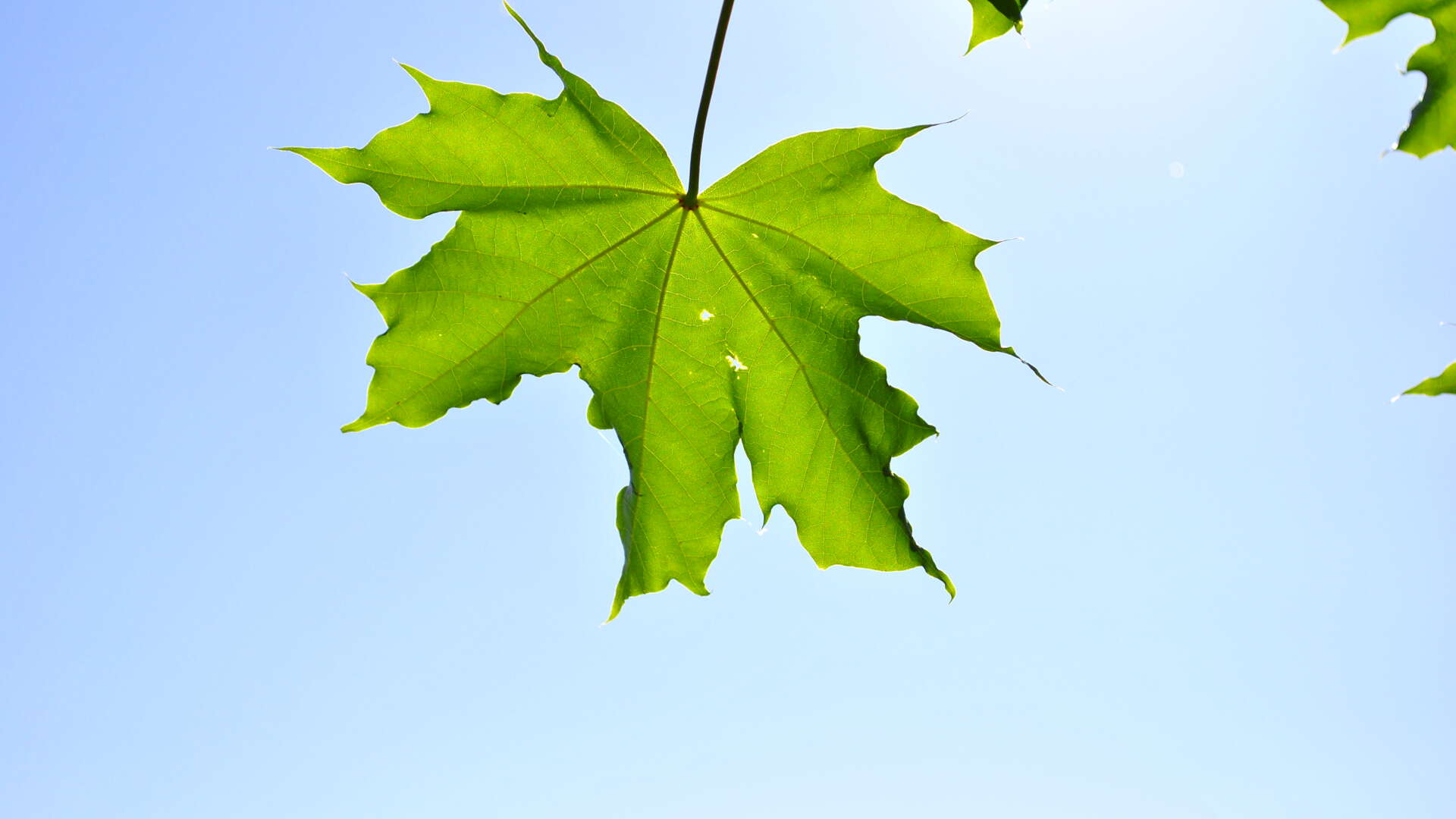 Grönt lönnlöv mot blå himmel.
