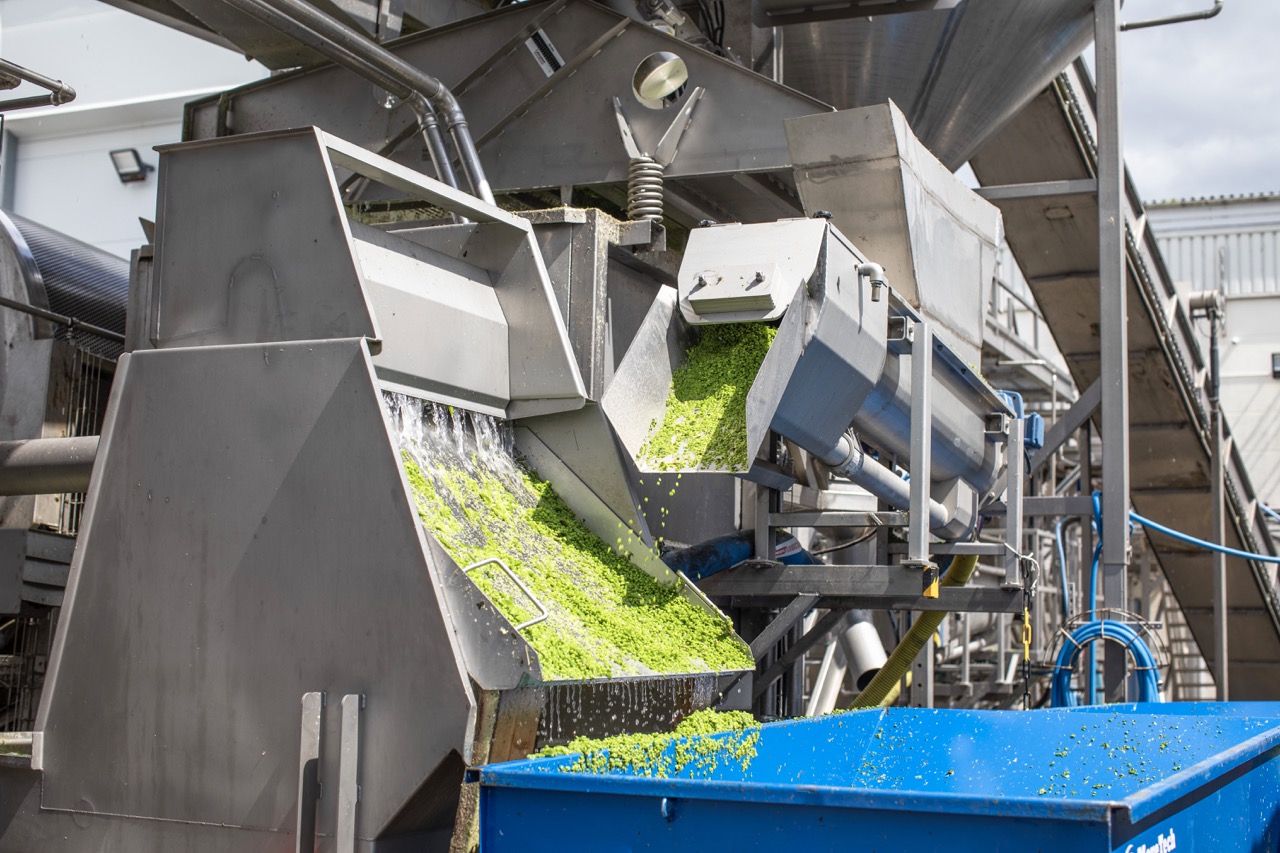 Gröna ärtor tvättas i en industrianläggning i rostfritt stål, ärtorna samlas upp i en blå container.
