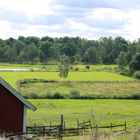 Landskap med mindre åkrar och skog, gärdesgård och ensilagebalar i bakgrunden. Röd lada sticker fram till vänster.