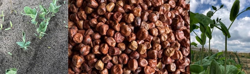 Tre bilder, gröna baljväxtplantor till höger och vänster, i mitten bruna gråärtor.