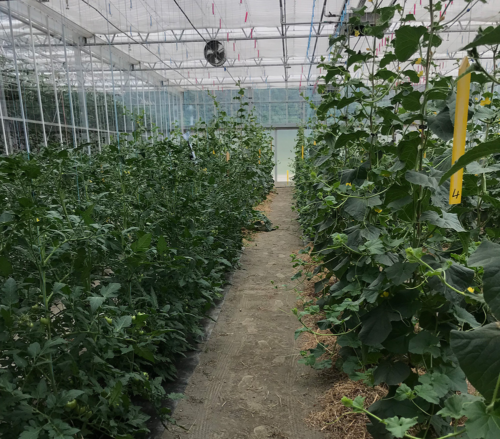 Bild från växthusodling med rader av gröna plantor, i ena raden är marken täckt med halm medan den andra är täckt med svart plast.