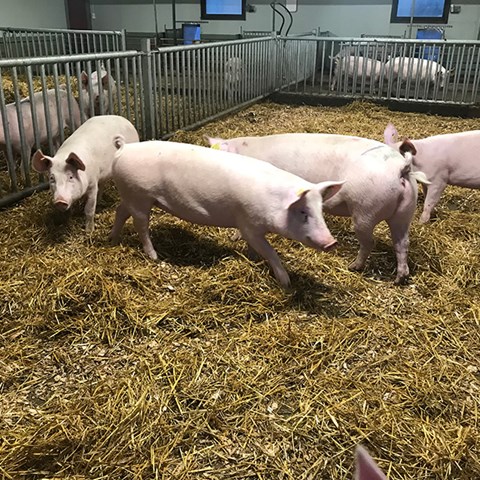 Grisar inomhus på halm.