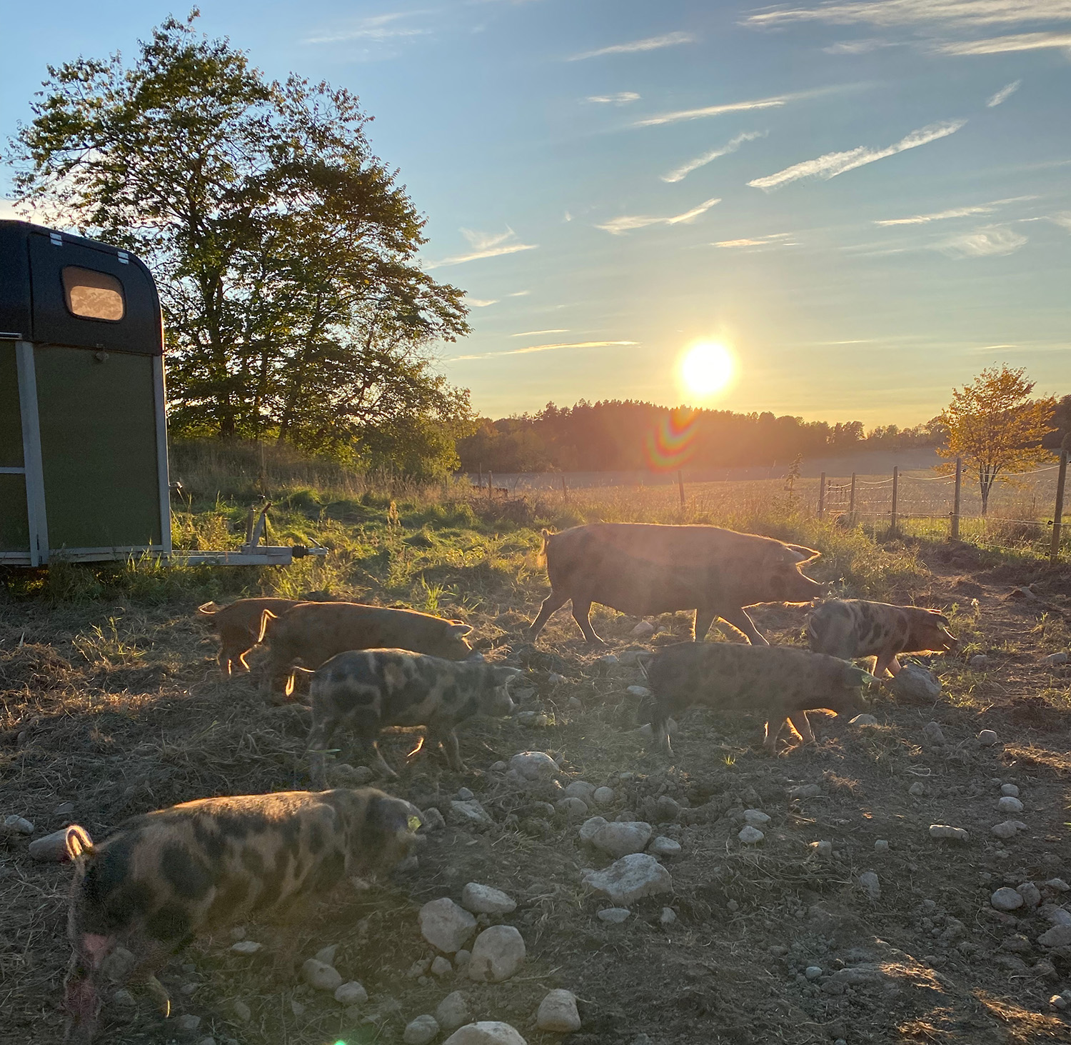 Sugga med kultingar utomhus, solen i motljus bakom.