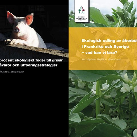 Front pages of fact sheets, to the left a pig against black background, to the right faba bean plants. 