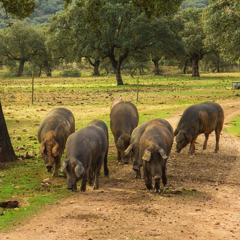 En handfull mörkbruna grisar bökar under en ek.