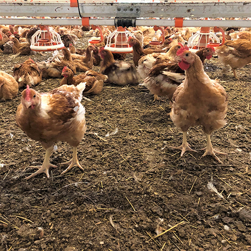 Bruna kycklingar i stall.