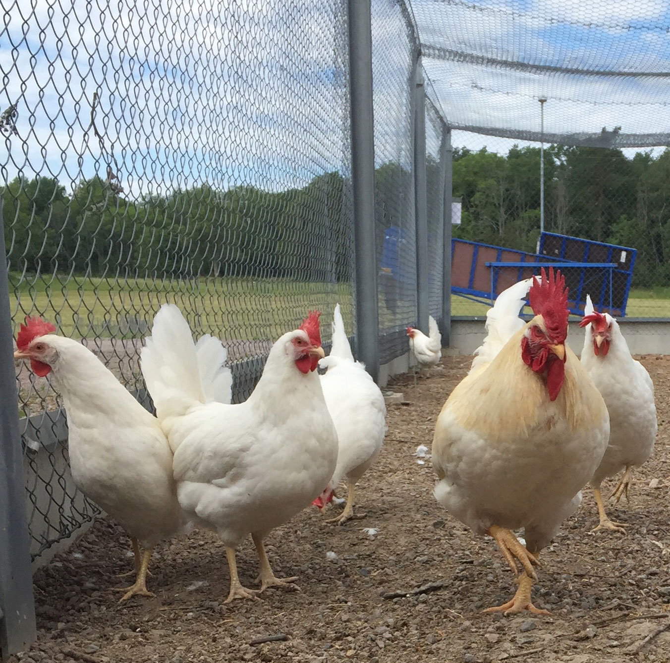 Vita höns utomhus i rasthage.