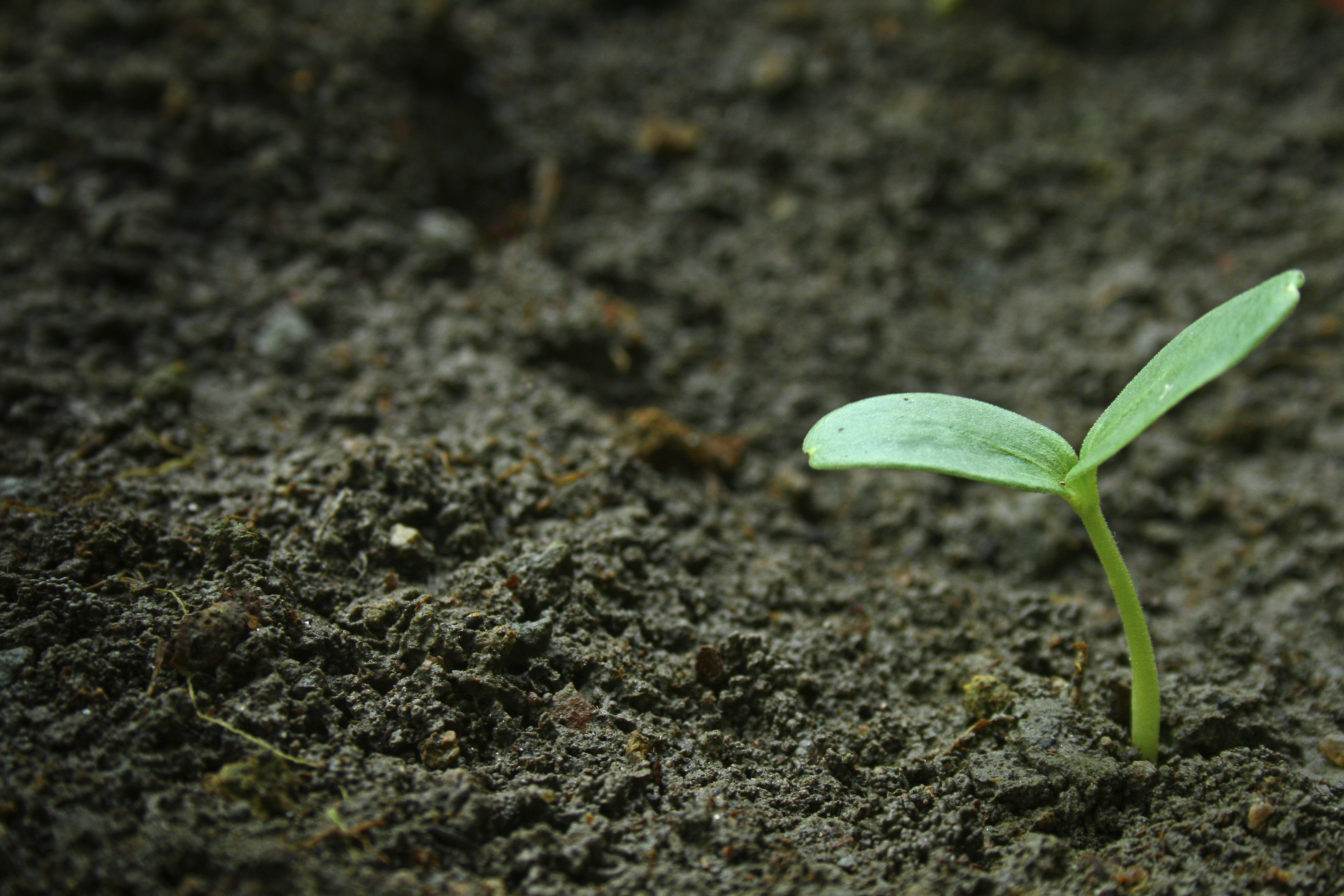 Grön grodd som just kommit upp ur jorden.
