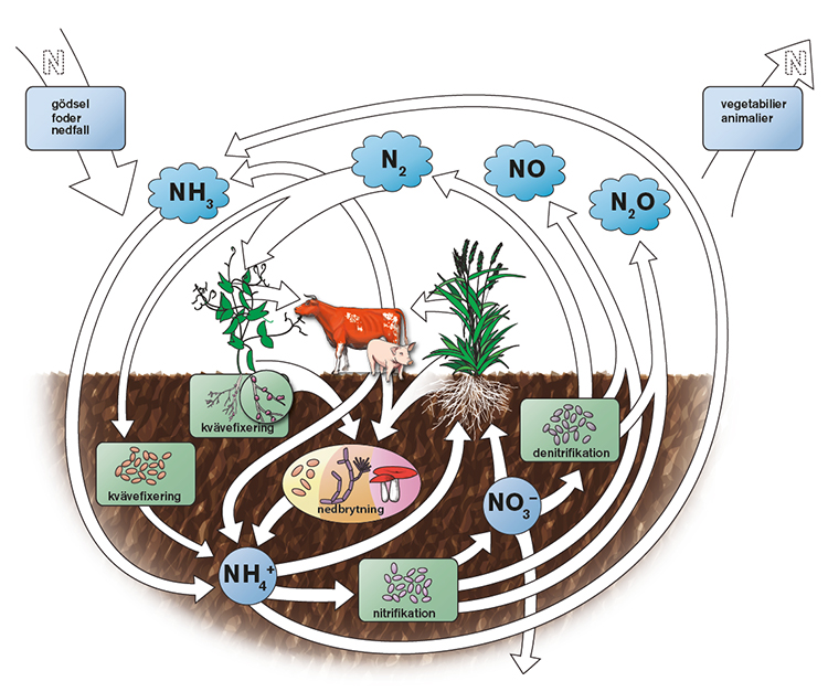 Förenklad bild av kvävets (N) kretslopp.