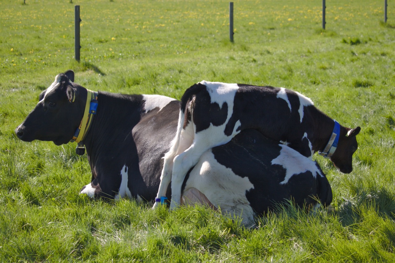 Svart-vit ko ligger på grönt bete, svart-vit kalv klättrar på henne.
