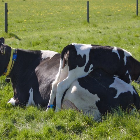 Svart-vit ko ligger på grönt bete, svart-vit kalv klättrar på henne.