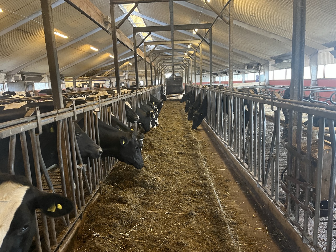 Foto från ladugård där svartvita kor äter hö.