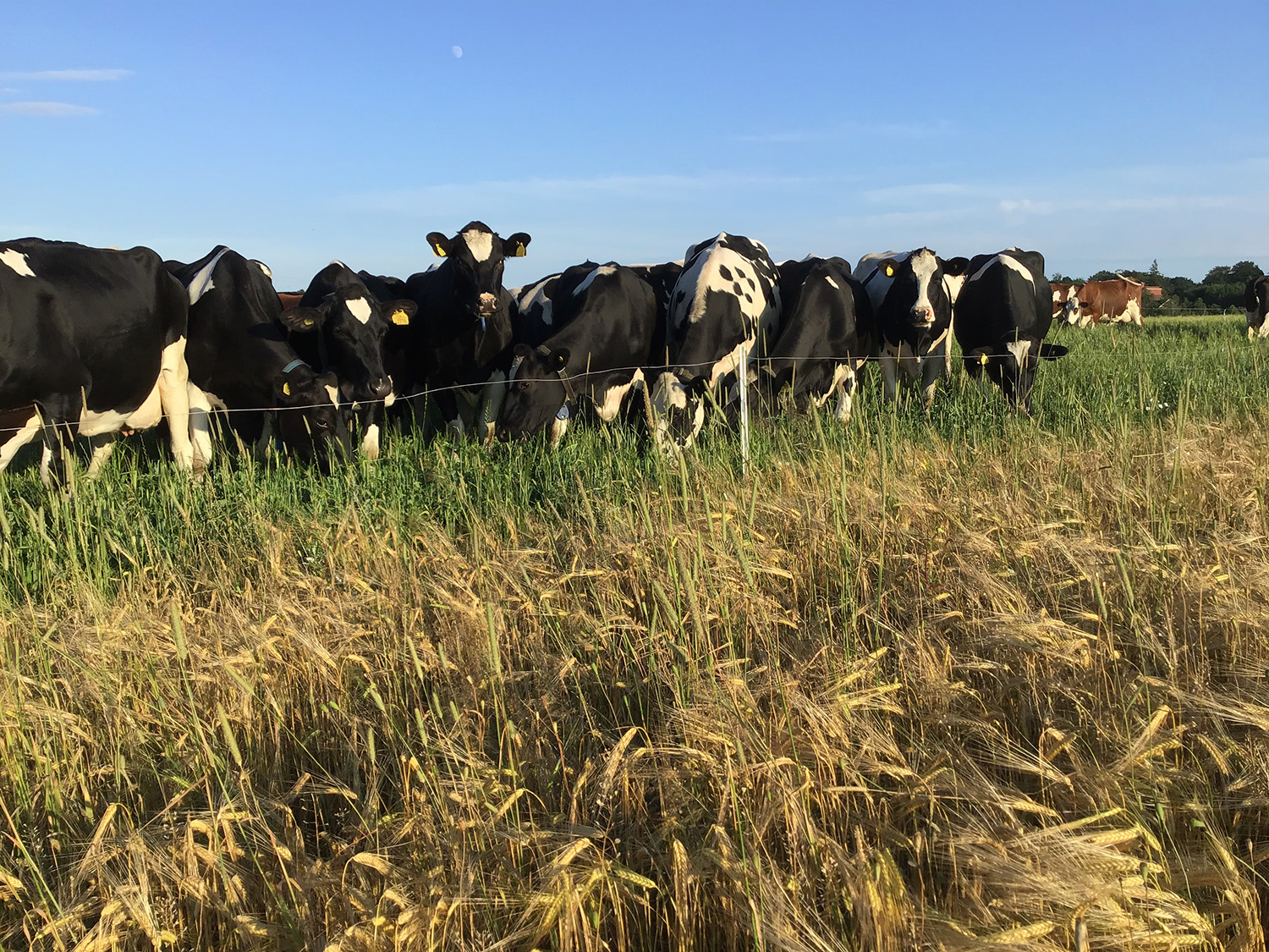 En grupp svartvita kor står i en hage framför spannmålsax.