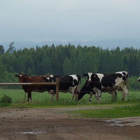 Kor på rad ute i en hage, grönt gräs bakom..