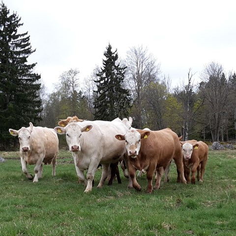 A group of cows on pasture.