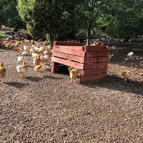 Ekologiska kycjklingar söker skugga under träd och trälådor.