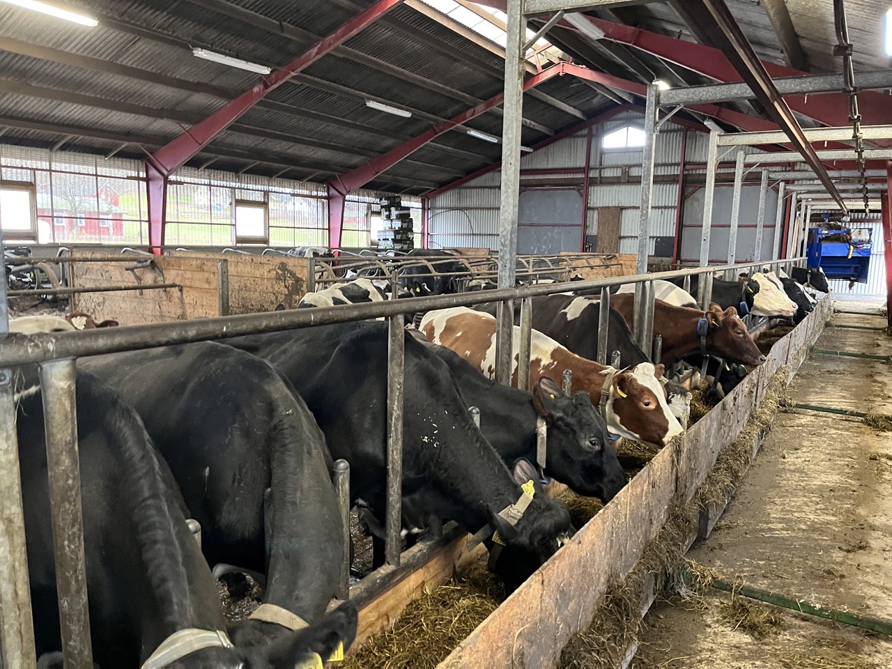 Mjölkkor äter ur foderränna inne i en ladugård.