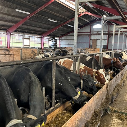 Mjölkkor äter ur foderränna inne i en ladugård.