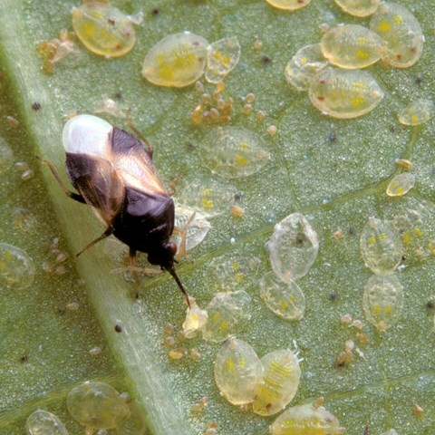 Närbild på en rovskinnbagge på ett blad ätandes mjöllusnymfer