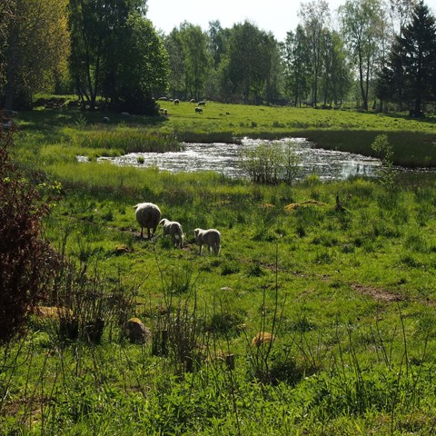 En grupp lamm på naturbete.