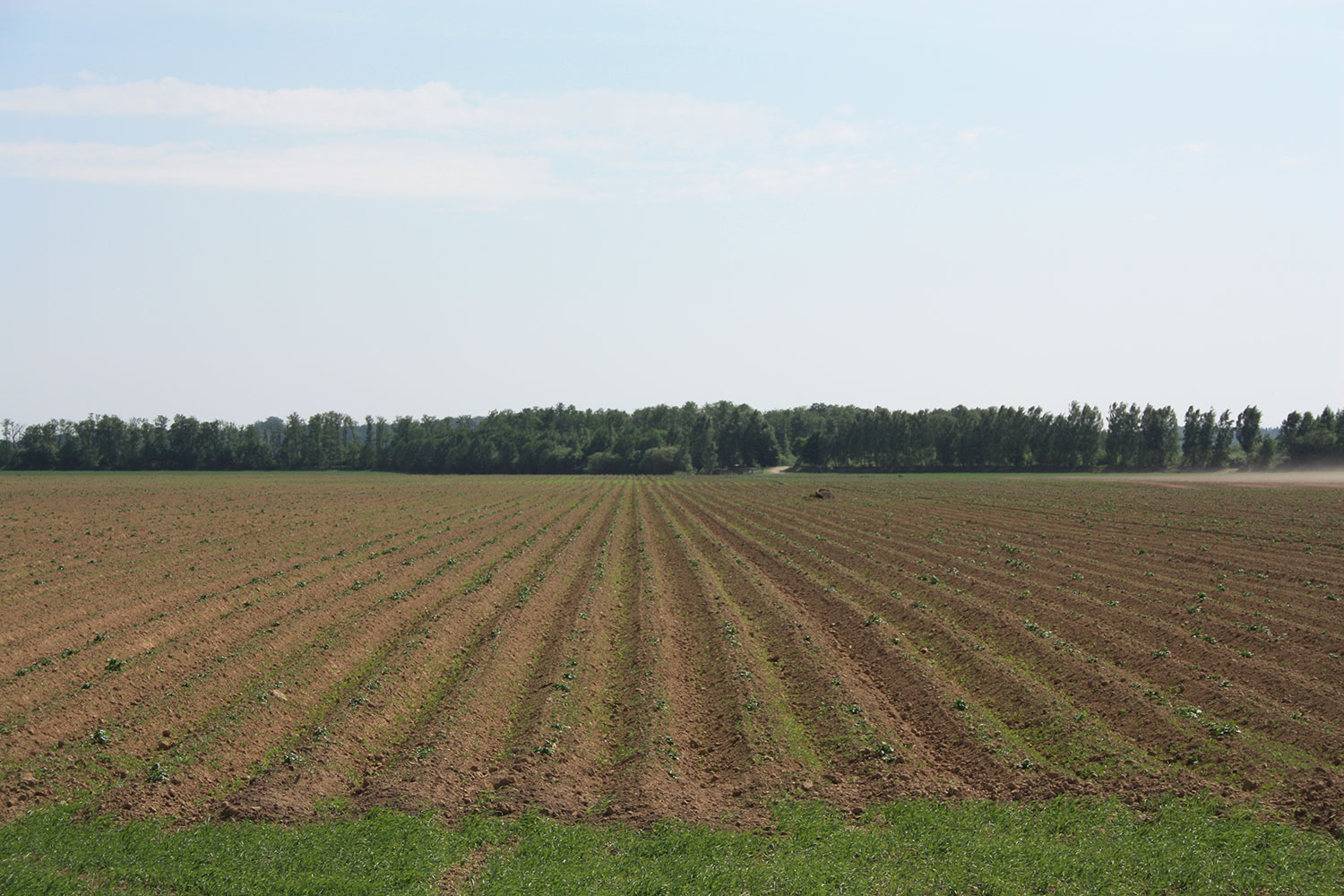 Fält med potatisodling.