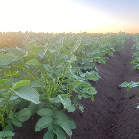 Rader av gröna potatisplantor i solnedgång