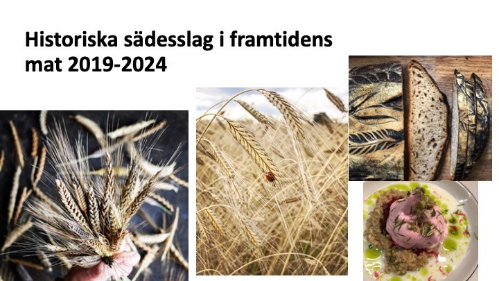 Kollage med bilder av olika kulturspannmål.