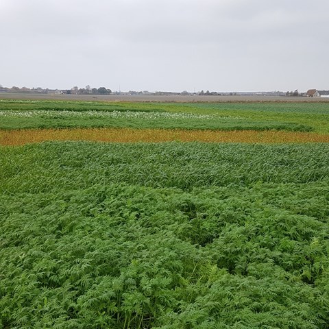 Gröna försöksfält med rutor av olika grödor.