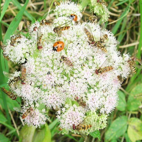 Foto av blomflugor och nyckelpigor på en vit blomma.