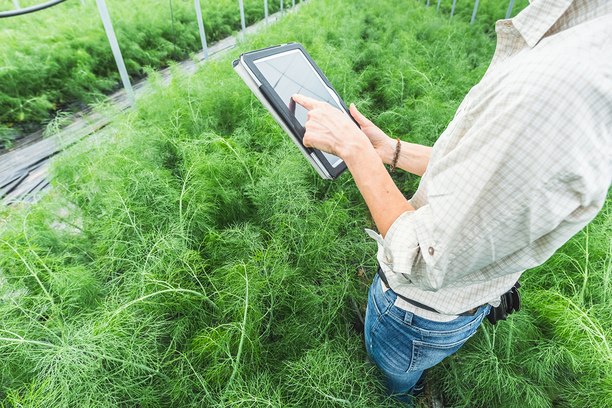 En person i rutig skjorta står i ett växthus bland växter och använder en surfplatta.