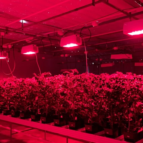 Tomatplantor inomhus med lampor ovanför som sprider ett rött ljus.