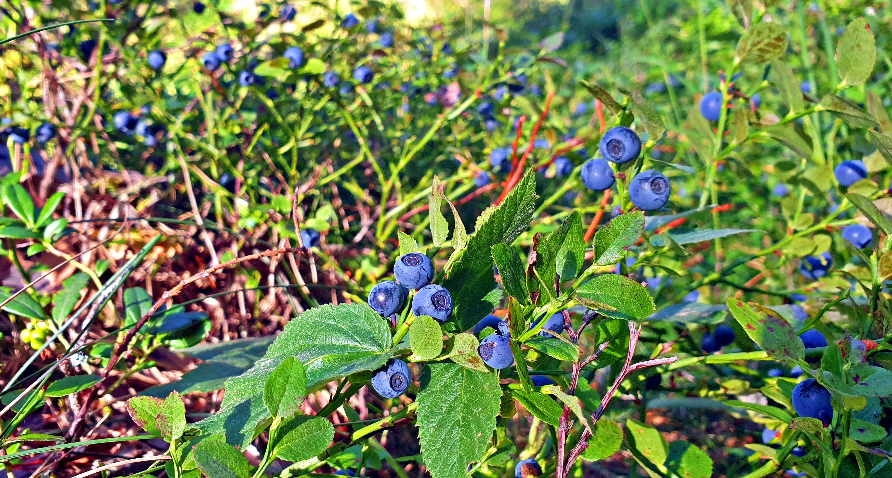 blåbärsbuskar i skogen