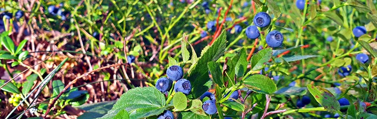blåbärsbuskar i skogen