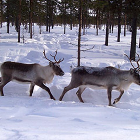 Two reindeer walking in a forest landscape with snow. Foto. 
