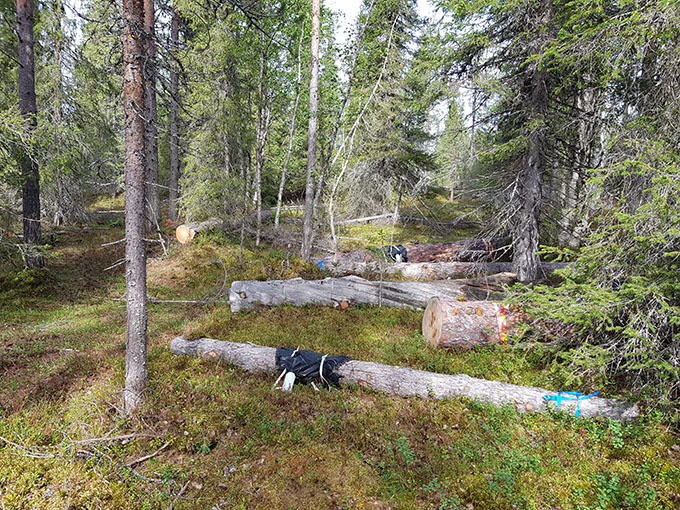 Döda träd av olika kvalitet har flyttats till kompensationsområdet och med olika insektsfällor